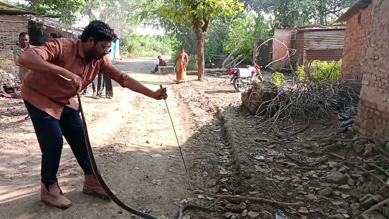 🌺कोचूर गावात अतिशय संतापलेला धामण बिन विषारी साप..शेवटी ना इलाजाने हेड कॅच करून बरणीत टाकावा लागला 🙏