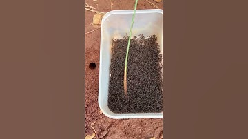 Brave man using bullet ants to attack iQ centipede