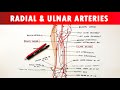 Radial and Ulnar arteries - Course & Branches | Anatomy Tutorial