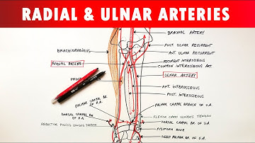 Radial and Ulnar arteries - Course & Branches | Anatomy Tutorial