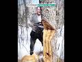 Others Cutting Tree vs This Guy 😲☠️ Mp3 Song