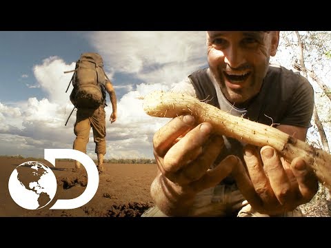 Ed extrai água da raiz de uma árvore | Ed Stafford: Desafio Mortal | Discovery Brasil