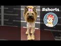 Yorkshire terrier grooming  groomerok shorts