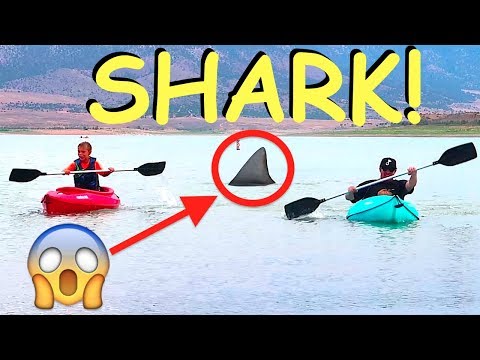 shark-in-the-lake!!