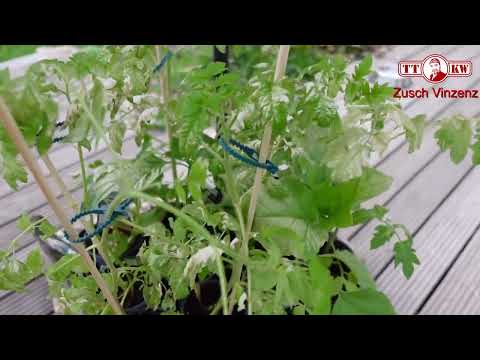 Video: Sonnenbrand an Tomaten - Finden Sie die Ursache für Sonnenbrand in Tomatenpflanzen