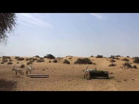 Arabian Oryx at Dubai Desert Conservation Reserve