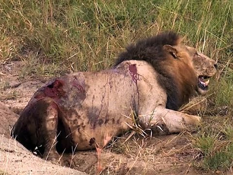 Jak lwy zabijają swoją ofiarę?