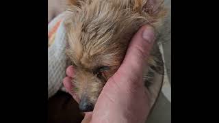Mała Zendaya  #pies #puppy #darowizna #pomoc #wparcie #adopcja #love #ratunek
