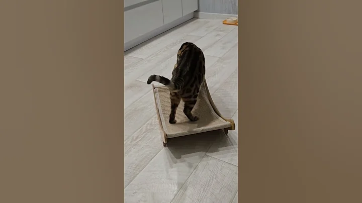 Watch the video about A Cat Named Detroit Tumbles Over His Head #detroit #bengalcat