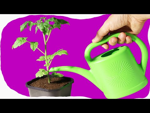 How Often To Water Tomato, Bell Pepper in Pots Indoors 🔴 Watering Eggplant Plants