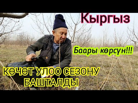 Video: Кыйыштыруучу кайчыларды кыйыштыруу: мөмөлүү дарактарды кыйыштыруу үчүн кыркуунун өзгөчөлүктөрү. Беларус моделдеринин өзгөчөлүктөрү. Багбандардын сын -пикири