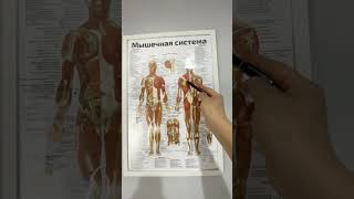 #грыжапозвоночника #массаж #здоровыйобразжизни #позвоночник #anatomy #лечение #интересно