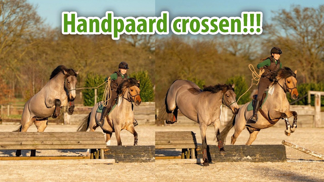 Als handpaard VLIEGEN over de CROSS hindernissen heen!!! ❄️ Feline Fauve