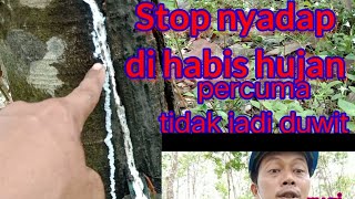 Sadap karet,Stop nyadap karet di habis hujan