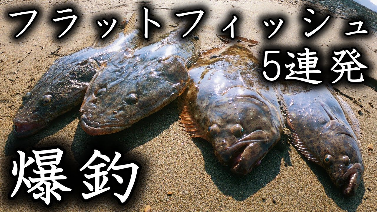 ヒラメ2匹・マゴチ3匹 フラットフィッシュを5匹釣った891円の最強