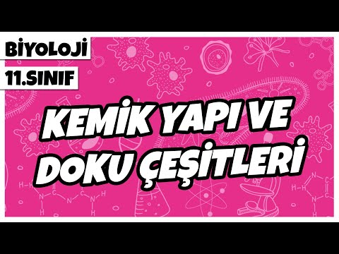 11. Sınıf Biyoloji - Kemik Doku Yapı ve Çeşitleri | 2022