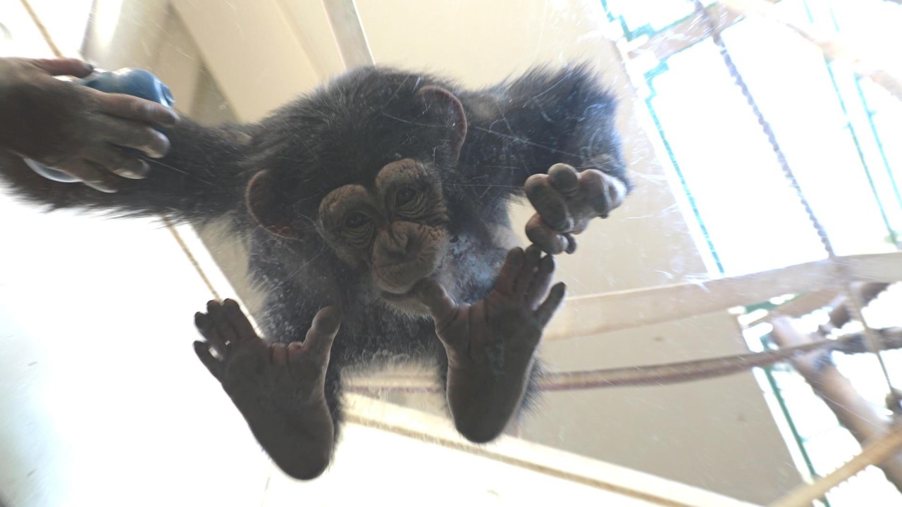 チヨちゃんにとっては、室内のほうが遊べる時間が多いのかな？　かみね動物園　チンパンジー　202602