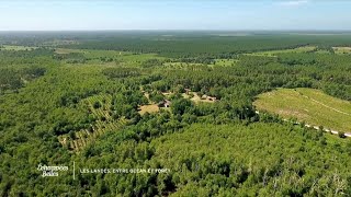 Le pin, roi des Landes - Echappées Belles Landes