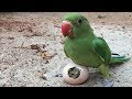 Indian green parrot vs mirror screen reaction on parrot