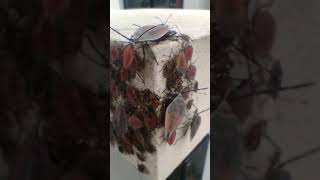 Lychee Stink Bug Insect