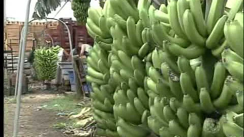 Como é feita a colheita da banana?