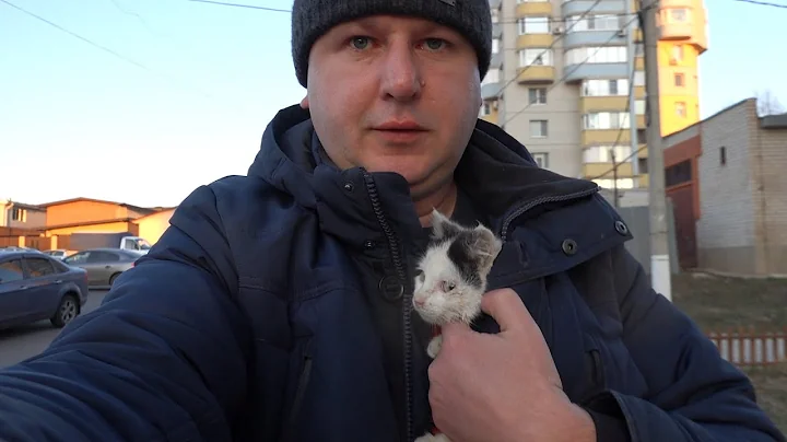 A kitten needs a warm home