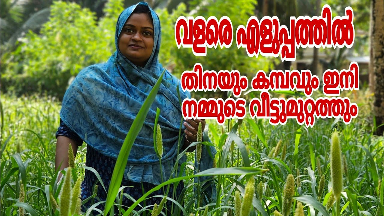 HOW TO GROW MILLET/THINA/KAMBU തിനയും കമ്പവും ഇനി എളുപ്പത്തിൽ നമ്മുടെ ...