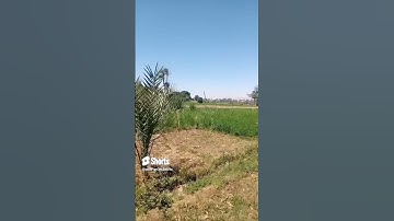 #سورة_ العصر ( والعصر إن الإنسان لفي خسر.....)
