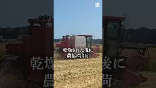 喉潤す麥茶に 麥の刈り取り始まる 千葉縣野田市