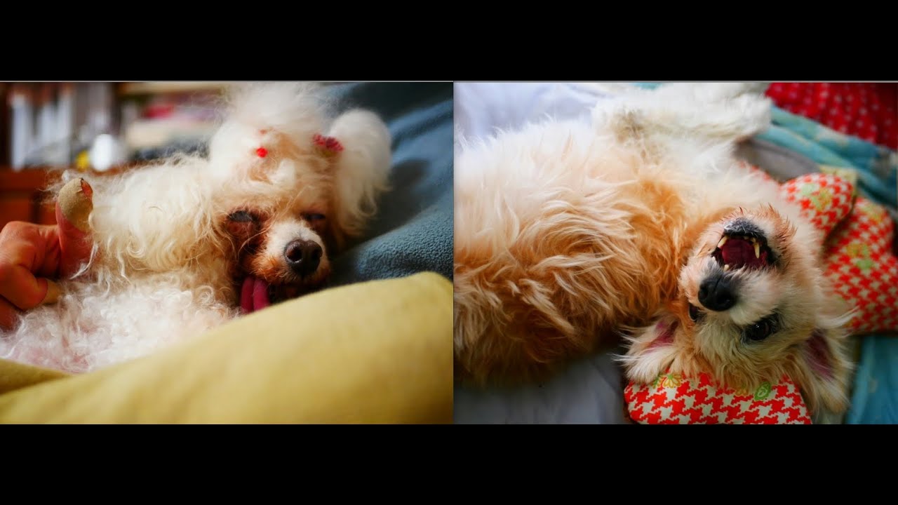 2025秋～冬わんこ