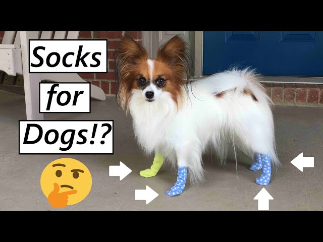 Putting Socks on My Dog (Funny) Percy the Papillon 