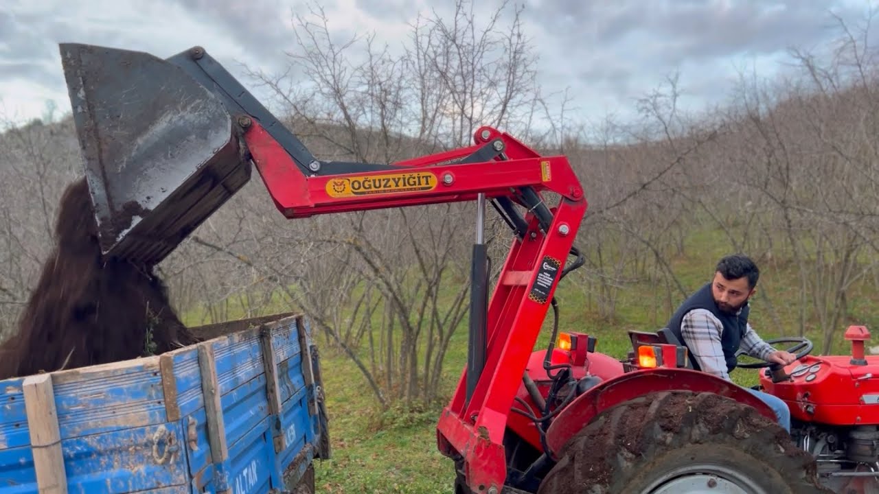 Massey ferguson 148/240 seriler kerme/kabuk yükleme işlemleri oğuzyiğit asistan kepçe ile Çalışmalar