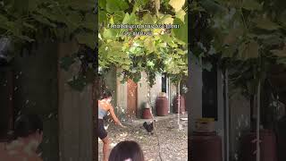 Η κότα στην αντεπίθεση