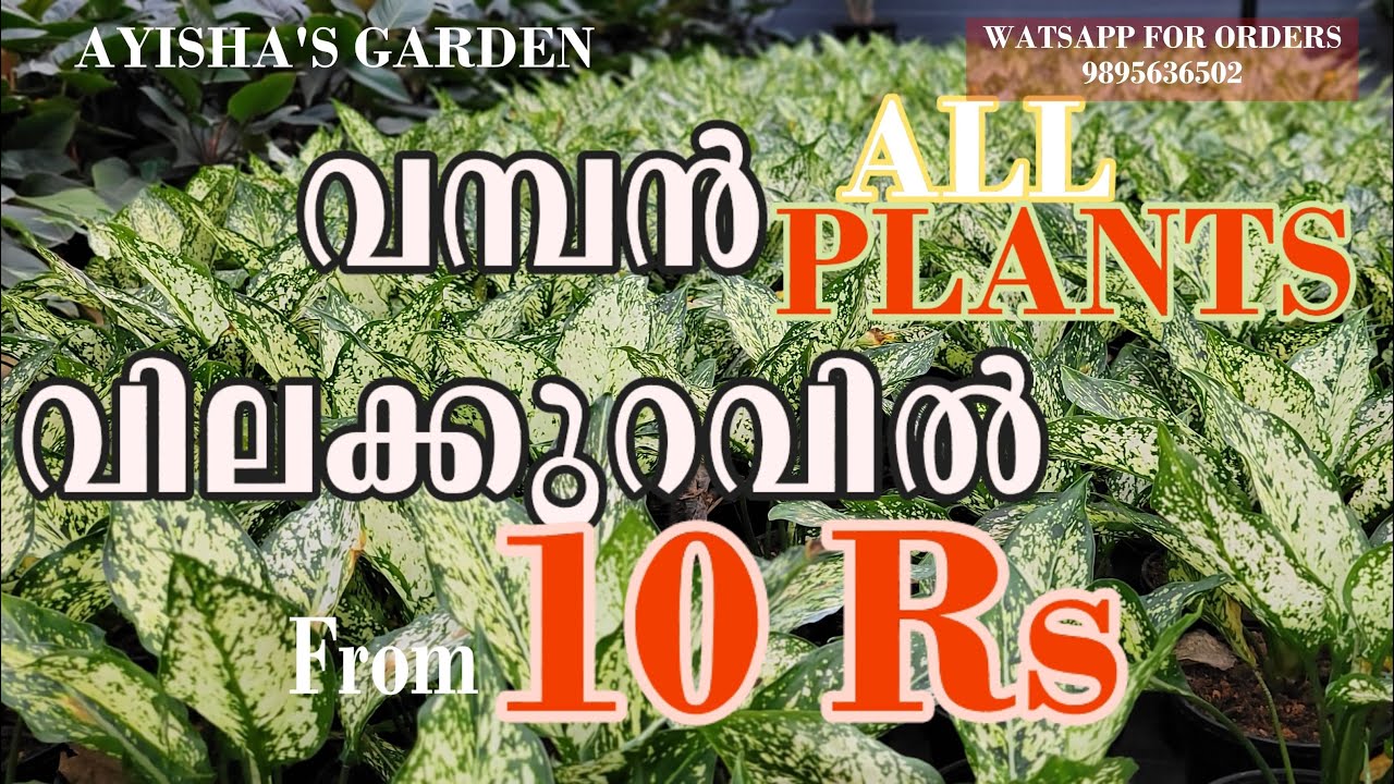 10 രൂപ മുതൽ ക്വാളിറ്റി ചെടികൾ | AYSHAS GARDEN | Plants online 