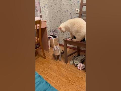 Смешная Милка#кошка шипит на кота, как змея 🤦‍♀️#малышка#ket - YouTube