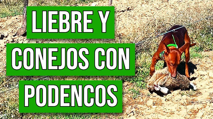 CAZA DE LIEBRE Y CONEJOS AL SALTO CON PODENCOS | TEMPORADA 24/25 #15