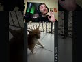 até os gatos tão frouxos rapaz