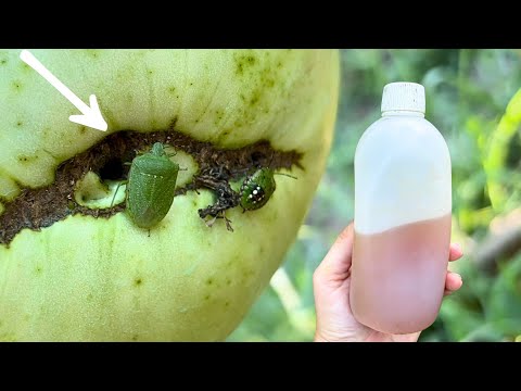 Acest Ulei te va Scăpa de Ploșnița Verde a Tomatei!