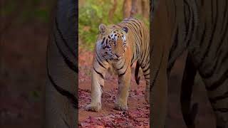Beauty of shelar farm #wildlife #nature #shelarfarm  #wildlifephotography #wildanimals #birds