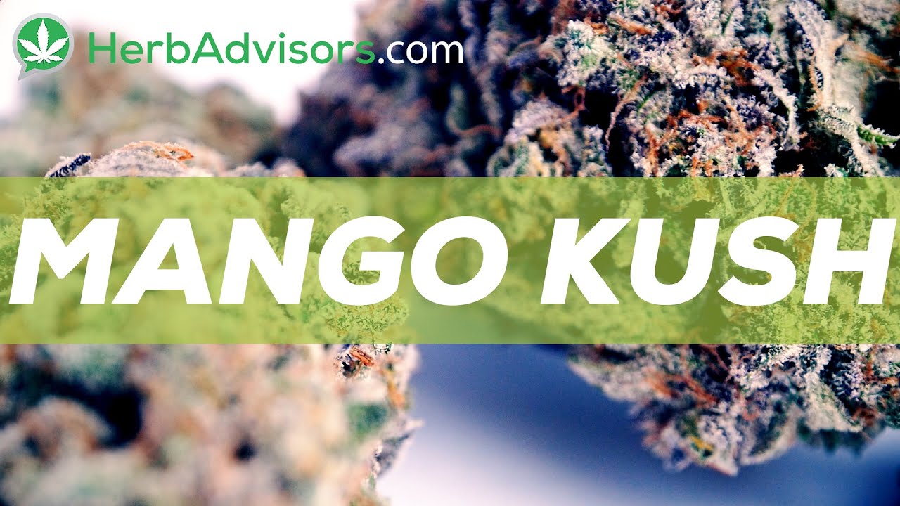 Mango Kush Strain Review by YouTube