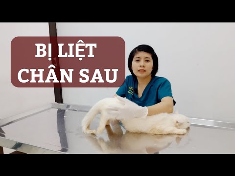 Video: Tê Liệt Do Chấn Thương Tủy Sống ở Mèo