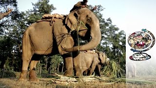 Big Game: Elephant Polo in Nepal