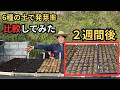 6種の土で育てたら2週間後に差がでた！どの土が最強か？