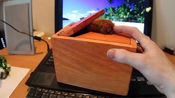 useless box with cat