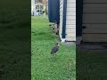 Plover parents watch their chickens’ every move #plover #australianbirds #fledglings masked lapwings