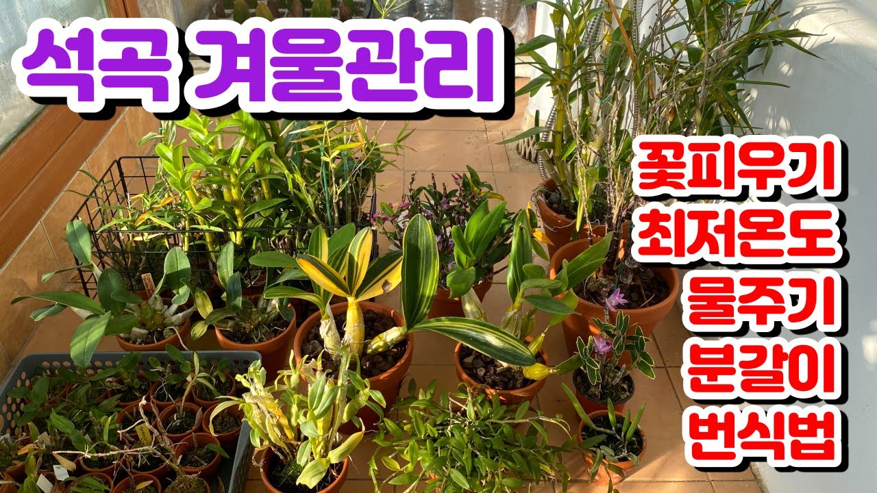 석곡 키우기의 모든것!! 석곡 겨울관리, 꽃피우기, 월동온도, 물주기, 분갈이, 번식!! 대명석곡과 긴기아난까지!!