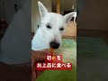 ミカンの食べ方が可愛すぎる #アイヌ犬