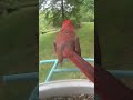 Singing Cardinal on Netvue Birdfy