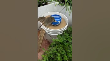 Shocking! One trap only, but so many mice get caught? #cat #dog #funny