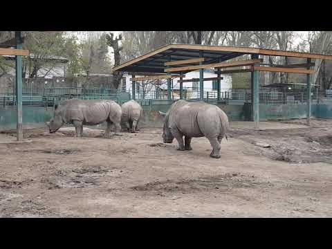 A group of Southern white rhinoceroses